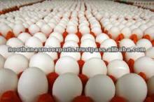 Fresh Table Eggs from India