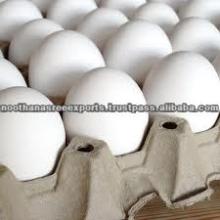 Chicken  Egg  for Sale