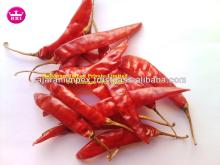 Indian Good Quality s4 Sannam Chilli for Sale