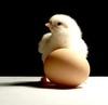 hatching eggs cobb500 breed for chicken