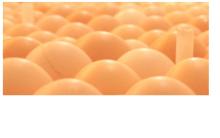 Hatcable  chicken   Eggs 
