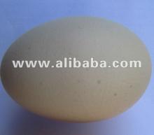Ross308 $ Cobb500 fertile  egg s