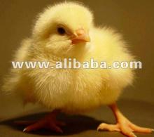 1-day chickens