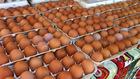 All Sizes small, medium, large brown and white chicken egss available