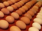 Best quality Fresh Chicken Eggs for sale
