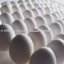 White shell Egg