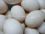 FARM FRESH EGG