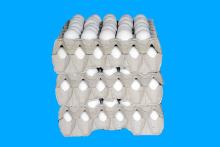 chicken egg
