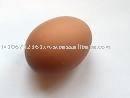  Brown   Shell   Chicken  Egg