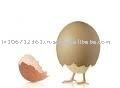 Incubating Chicken