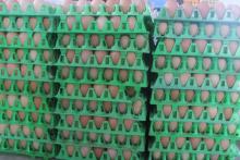 hen egg