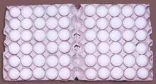 Indian chicken white eggs