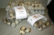 FERTILE QUAIL EGGS