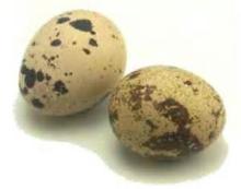 FROZEN COOKED QUAIL EGGS