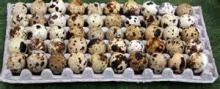  Fresh   Quail   Eggs 