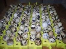 FERTILE HATCHING QUAIL EGGS