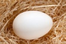 Fresh White Eggs