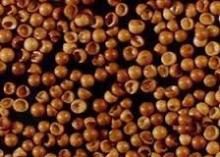 Brine shrimp eggs