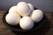 FRESH OSTRICH EGG FROM THAILAND