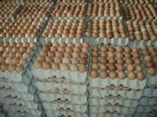 Grade A quality Fresh Chicken Eggs for sale