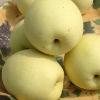 high Nutritious New Fresh Ya Pear