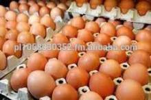 Organic Fresh Chicken Table Eggs & Fertilized Hatching Eggs