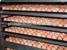 fresh white and brown chicken eggs