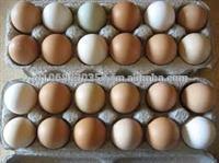 Exports white and brown farm fresh chicken eggs