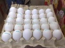White Shell Egg for sale