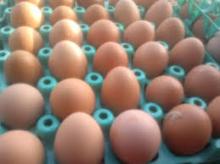 Fresh Chicken Eggs in Bulk for sale