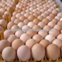 Export Chicken Eggs