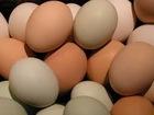 Best quality Fresh Chicken Eggs for sale