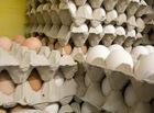 FRESH POULTRY BROWN AND WHITE TABLE EGGS