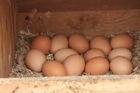 brown and white chicken eggs available for sale