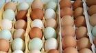 FRESH  CHICKEN   EGGS  For SALE .excellent quality ,best  price 