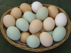 Available all sizes Fresh Farm Brown and White Chicken Eggs For Sale