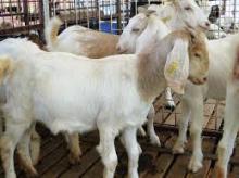 ADORABLE AND MARKETABLE  BOER   GOAT S AND INDIAN  GOAT 