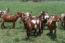 Live Friesian Holstein Cow and Boar Goat