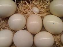 ostrich eggs