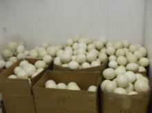 wholesale fresh eggs / ostrich_eggs / chicken eggs