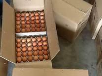 White Eggs,Hallel Eggs,Table Eggs,Poultry Eggs,Chicken Brown Eggs