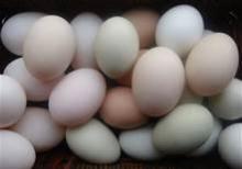Bulk Fresh Farm Brown Chicken Eggs
