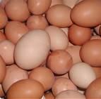 WHOLESALE SUPPLIER & EXPORTER OF FARM FRESH POULTRY INDIAN WHITE & BROWN SHELL CHICKEN TABLE HEN EGG