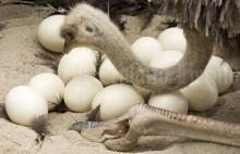 Hatching Eggs Ostrich