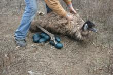 Emu and Ostrich eggs