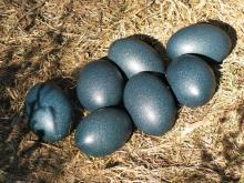 Hatching Emu Eggs For Sale