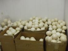 Ostrich for sale at affordable price