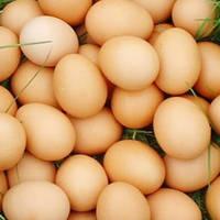 White Eggs,Hallel Eggs,Table Eggs,Poultry Eggs,Chicken Brown Eggs