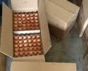 High Quality Farm Fresh Chicken Eggs