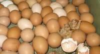 Fresh Chicken Eggs Fertile Chicken Hatching Eggs